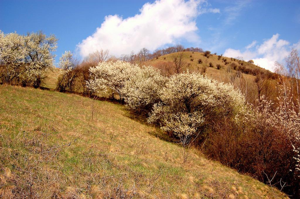 Pensiunea Ambiance Piatra Neamţ Exterior foto